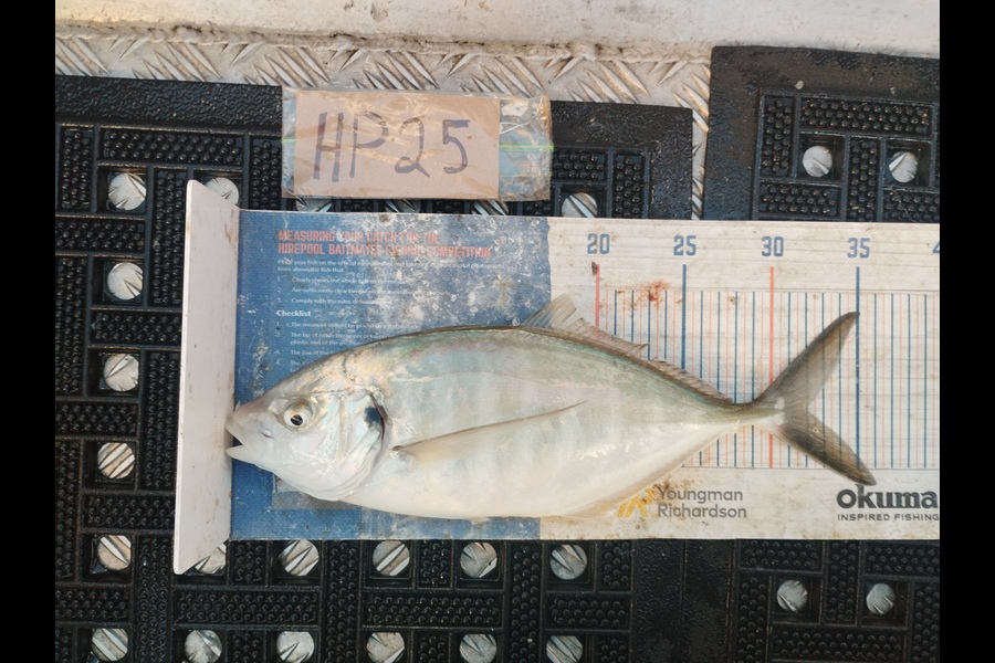 Duncan Pringle caught this 32.0cm Trevally at Wellington during The Export NZ Fishing Competition