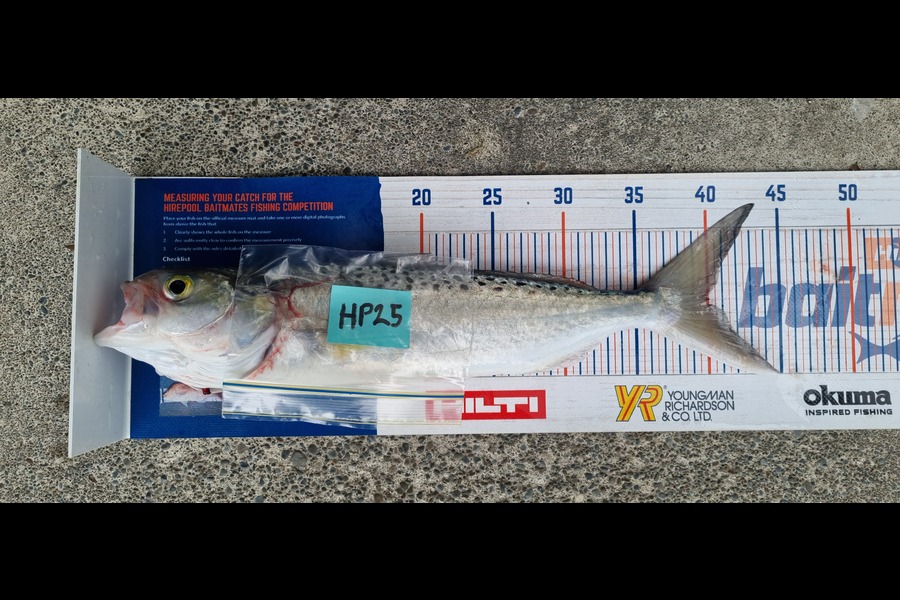 Ryan Trethewey caught this 40.0cm Kahawai at East Cape during The Export NZ Fishing Competition