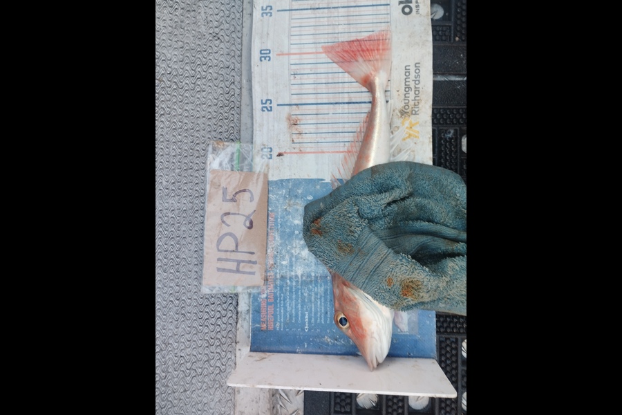 Duncan Pringle caught this 31.0cm Gurnard at Wellington during The Export NZ Fishing Competition