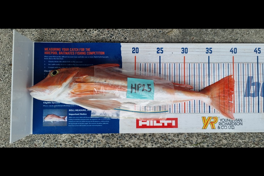 Ryan Trethewey caught this 39.5cm Gurnard at East Cape during The Export NZ Fishing Competition