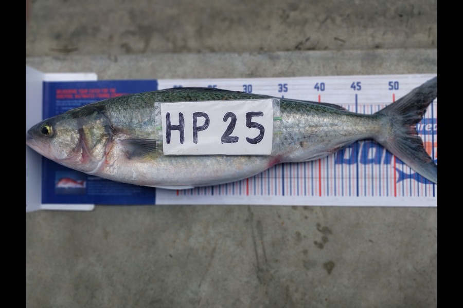 Henry Smith caught this 53.0cm Kahawai at Northland during The Export NZ Fishing Competition