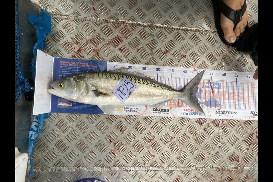 James Farley caught this 49.0cm Kahawai at Auckland during The Export NZ Fishing Competition