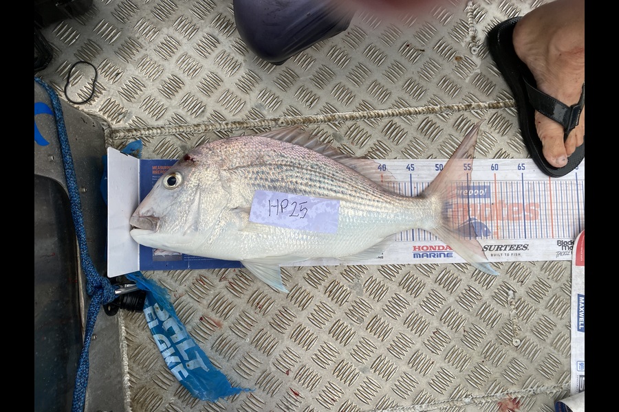 Leah Farley caught this 55.0cm Snapper at Auckland during The Export NZ Fishing Competition
