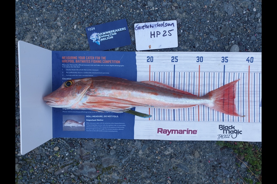 Gareth  Nicholson  caught this 37.0cm Gurnard at Nelson/Marlborough during The Export NZ Fishing Competition
