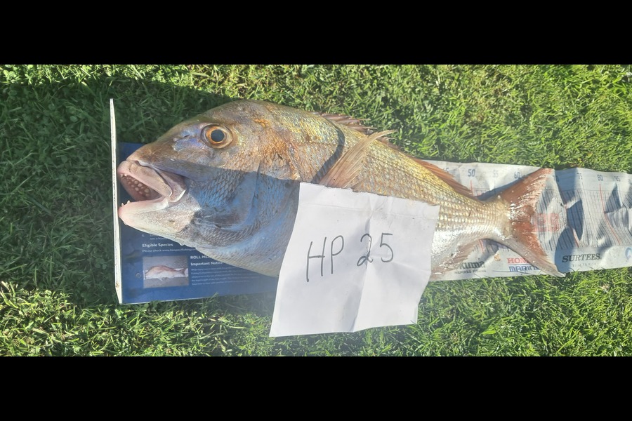 David Mills caught this 58cm Snapper at Taranaki during The Export NZ Fishing Competition