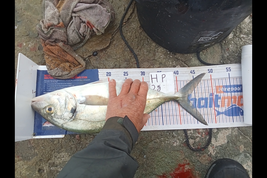 Phill Saunders caught this 42.5cm Trevally at Coromandel during The Export NZ Fishing Competition