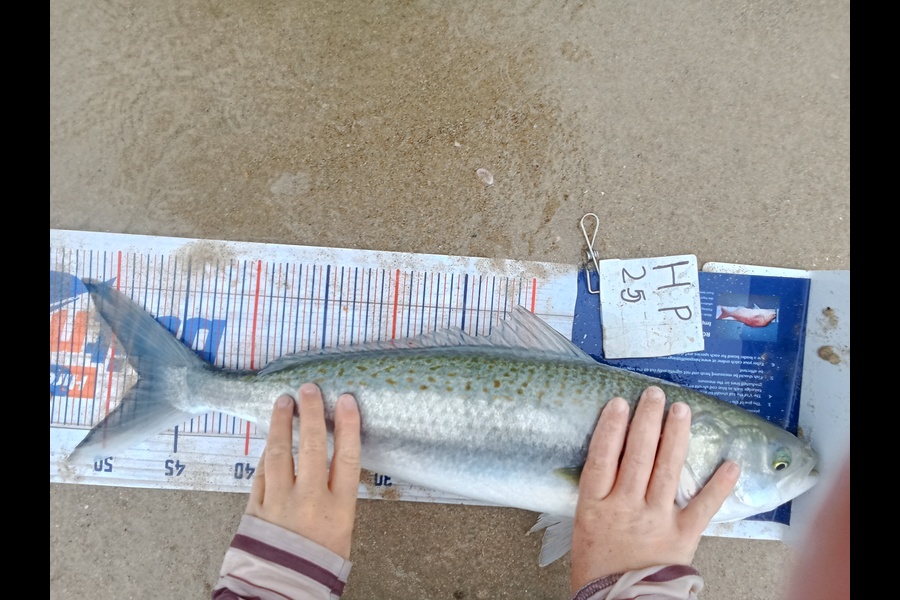 Phill Saunders caught this 47.5cm Kahawai at Coromandel during The Export NZ Fishing Competition
