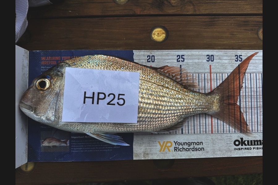 Cain Manley caught this 34cm Snapper at Bay of Plenty during The Export NZ Fishing Competition