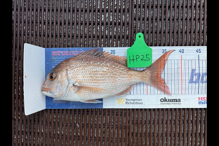 Warren Murray caught this 34.0cm Snapper at Coromandel during The Export NZ Fishing Competition