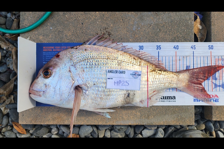 Myles Carson caught this 47.0cm Snapper at Wellington during The Export NZ Fishing Competition