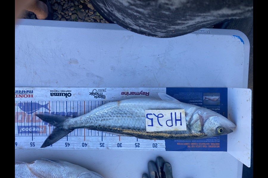 Andrew Russell caught this 47.5cm Kahawai at Manawatu during The Export NZ Fishing Competition