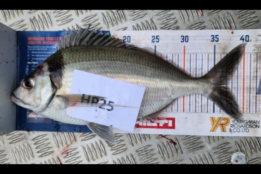 Andrew Russell caught this 37.0cm Tarakihi at Manawatu during The Export NZ Fishing Competition