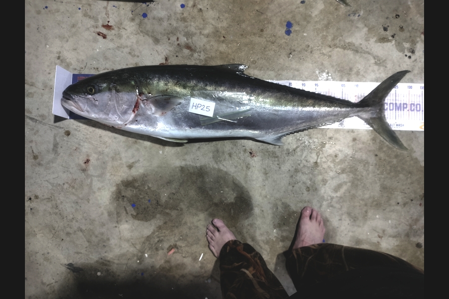 Aaron Moore caught this 120cm Kingfish at Bay of Plenty during The Export NZ Fishing Competition