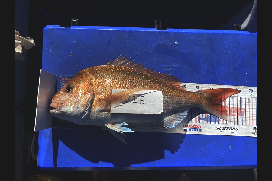 Riley Mitchell caught this 58cm Snapper at Nelson/Marlborough during The Export NZ Fishing Competition
