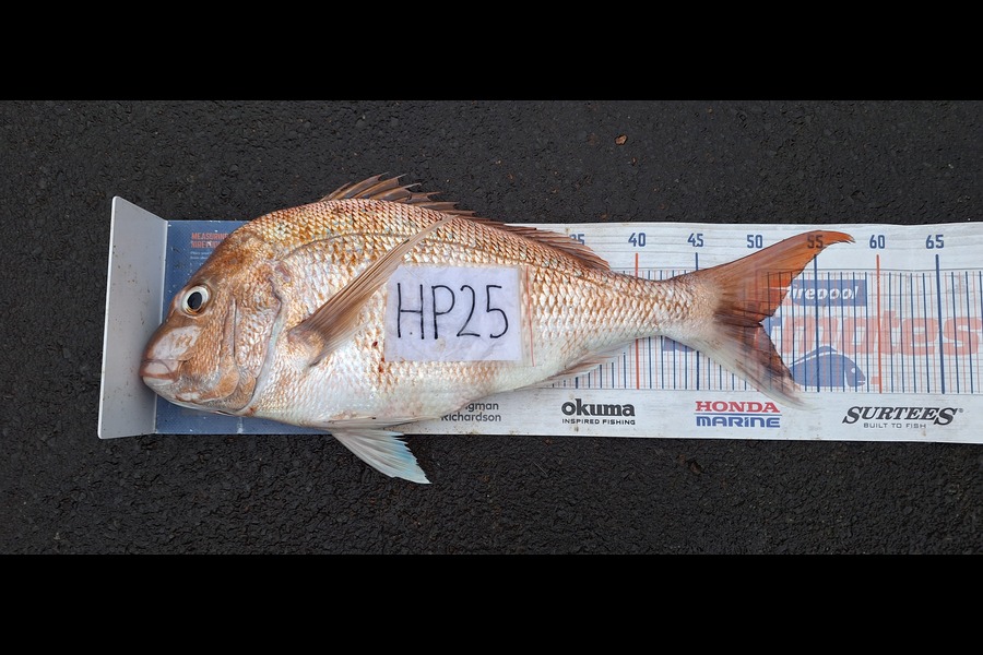 Trevor Hopson caught this 50.0cm Snapper at Waikato during The Export NZ Fishing Competition
