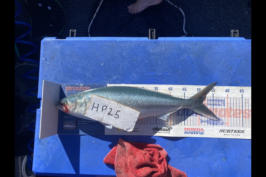 Ryan Mitchell caught this 51.0cm Kahawai at Nelson/Marlborough during The Export NZ Fishing Competition