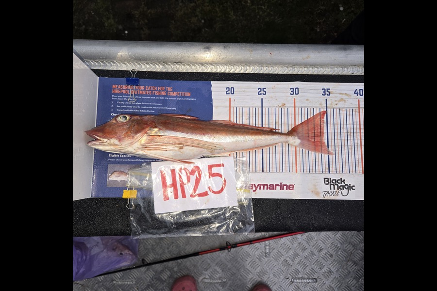 Tracey Beer caught this 34.5cm Gurnard at Coromandel during The Export NZ Fishing Competition