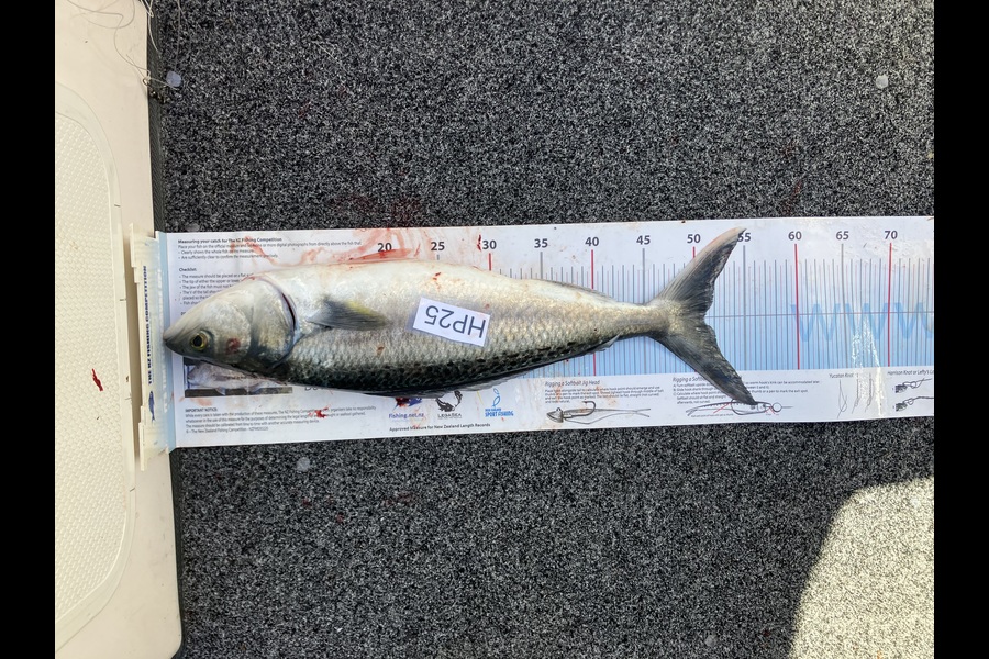 Mark Neal caught this 51.0cm Kahawai at Nelson/Marlborough during The Export NZ Fishing Competition