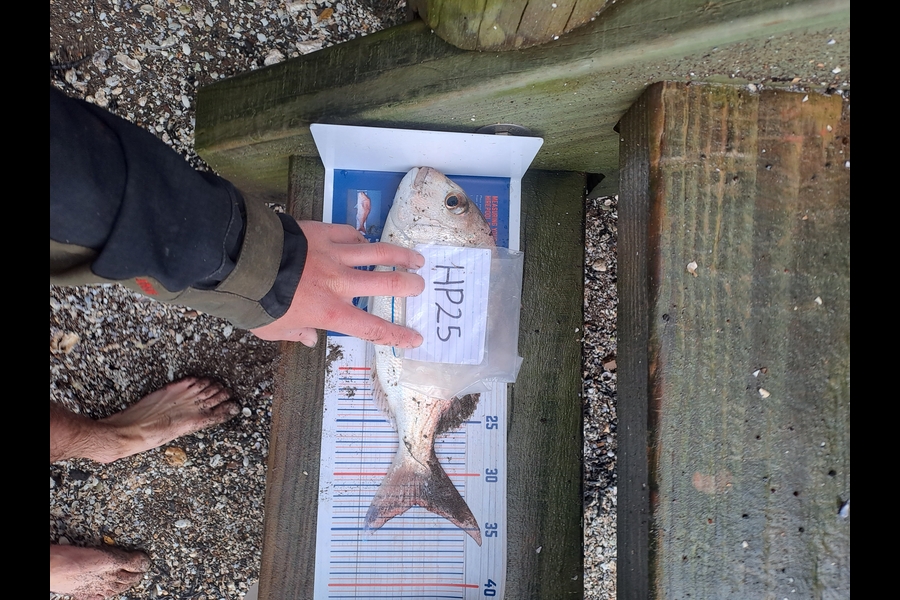 Jeremy Agnew caught this 32.5cm Snapper at Auckland during The Export NZ Fishing Competition
