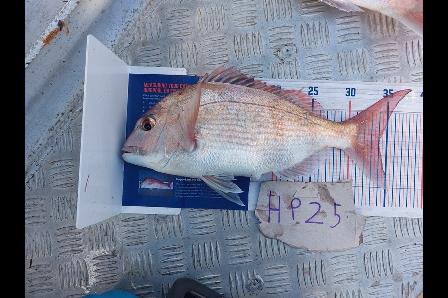 Andrew Wooster caught this 34.0cm Snapper at Wellington during The Export NZ Fishing Competition
