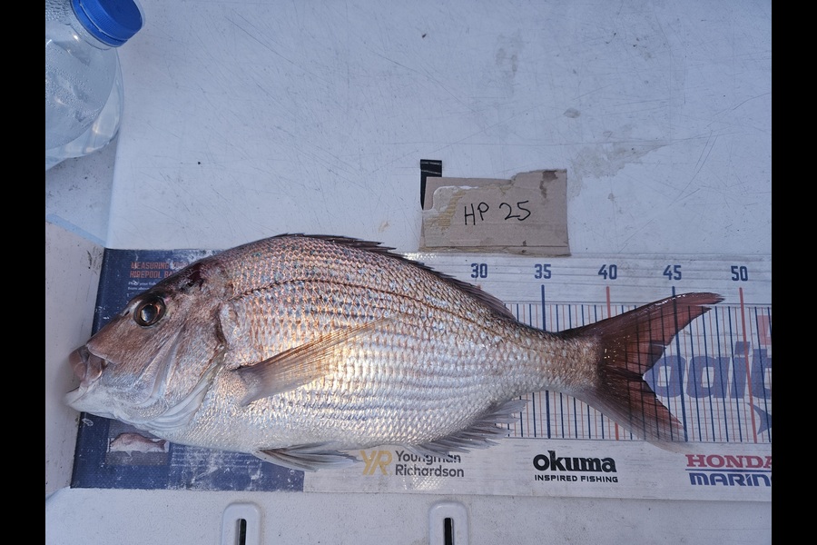 David Kovacs caught this 42.0cm Snapper at Wellington during The Export NZ Fishing Competition