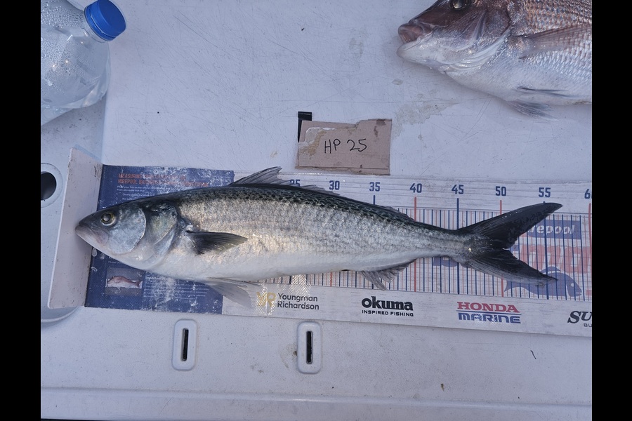 David Kovacs caught this 50.5cm Kahawai at Wellington during The Export NZ Fishing Competition