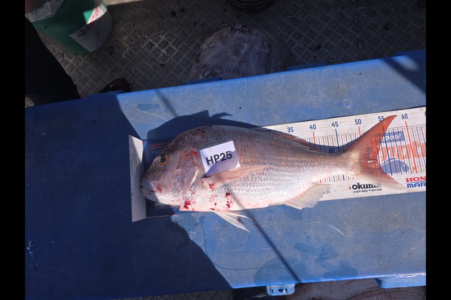 Garry Northcott caught this 52.5cm Snapper at Taranaki during The Export NZ Fishing Competition