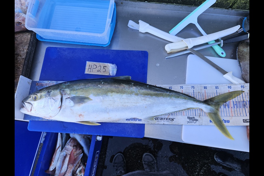 David Kovacs caught this 85.0cm Kingfish at Wellington during The Export NZ Fishing Competition