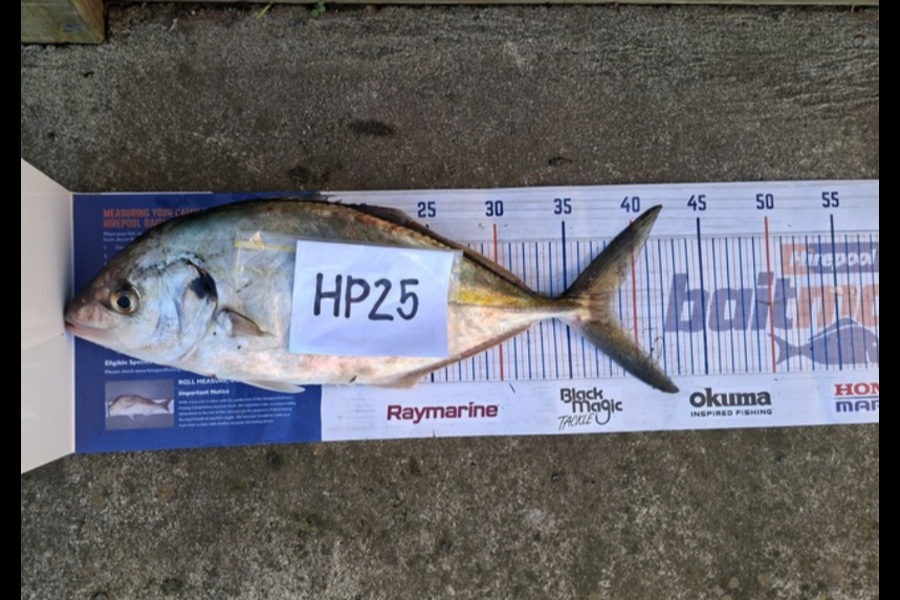 Andrew Russell caught this 38.0cm Trevally at Manawatu during The Export NZ Fishing Competition