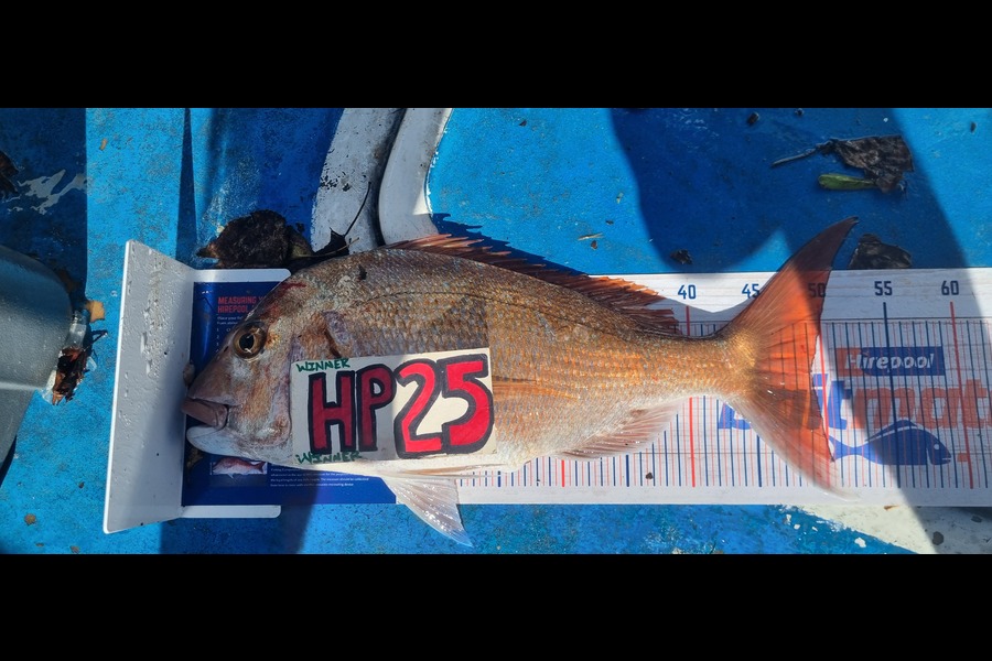 Greg Russell caught this 49.0cm Snapper at Taranaki during The Export NZ Fishing Competition