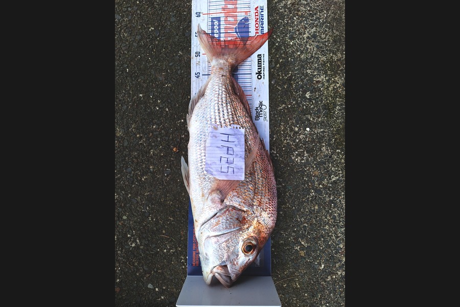 Dan Langdon caught this 53.0cm Snapper at Auckland during The Export NZ Fishing Competition