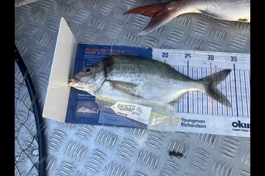 Gavin White caught this 30.5cm Tarakihi at Wellington during The Export NZ Fishing Competition