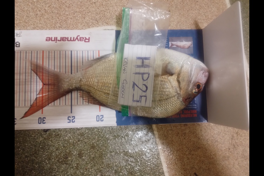 Kevan Gooch caught this 30.0cm Snapper at Wellington during The Export NZ Fishing Competition