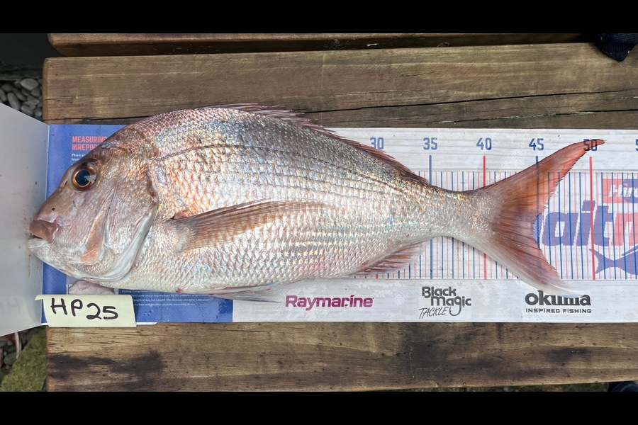 Scott Hodgetts caught this 44.5cm Snapper at Coromandel during The Export NZ Fishing Competition