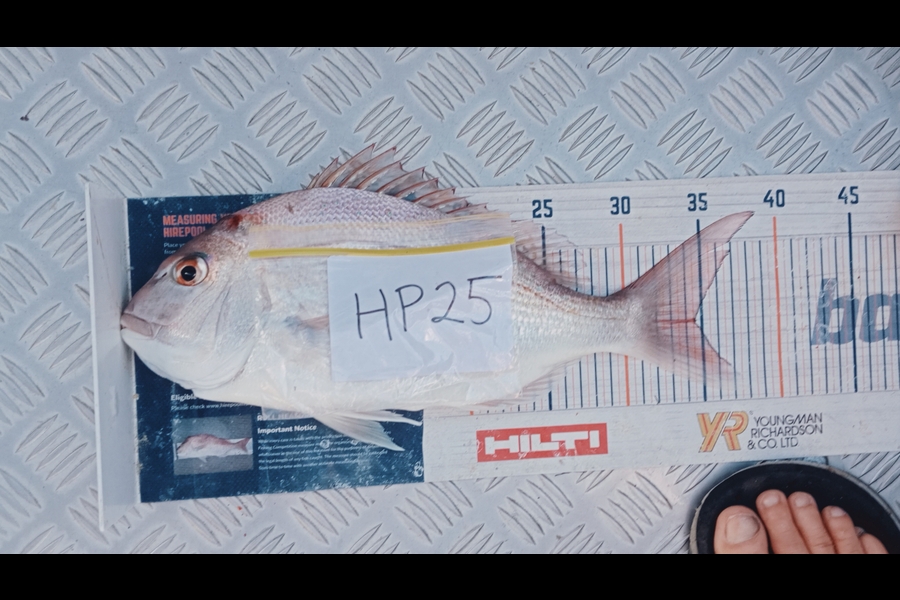 Carol Brannen caught this 34.5cm Snapper at Nelson/Marlborough during The Export NZ Fishing Competition
