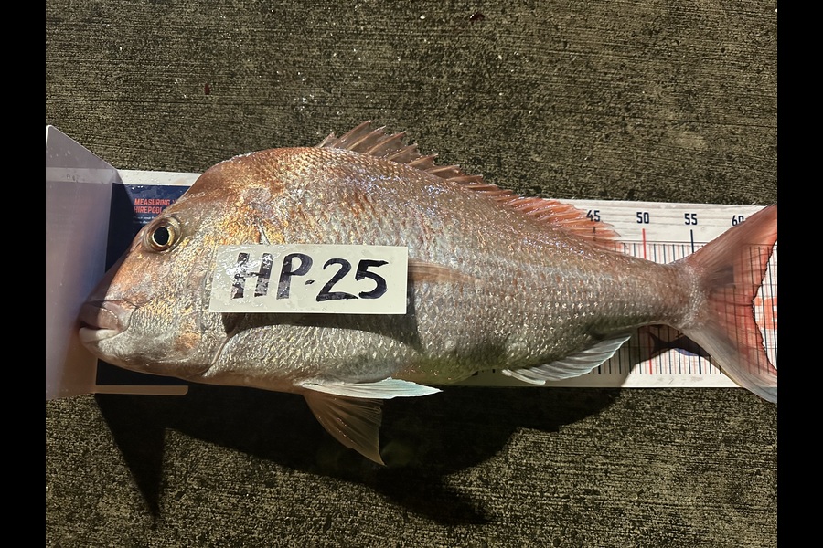 Robert Laupula caught this 61.0cm Snapper at Auckland during The Export NZ Fishing Competition
