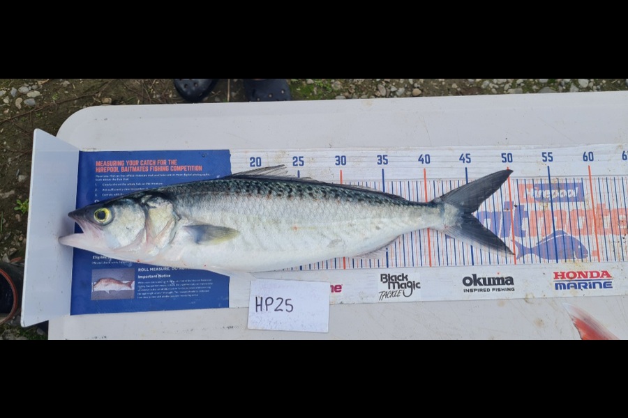 Hamish McCallum caught this 45.0cm Kahawai at Manawatu during The Export NZ Fishing Competition
