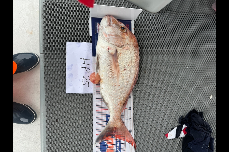 Greg Mcloughlin caught this 51.5cm Snapper at Auckland during The Export NZ Fishing Competition