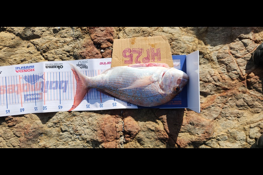 Taani Reihana caught this 39.0cm Snapper at Wellington during The Export NZ Fishing Competition