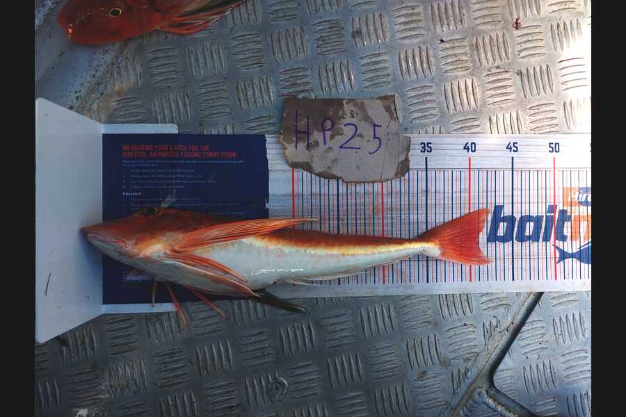 Samuel Wooster caught this 41.0cm Gurnard at Wellington during The Export NZ Fishing Competition