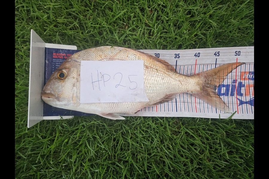 Cleo Manetoa caught this 45.0cm Snapper at Northland during The Export NZ Fishing Competition