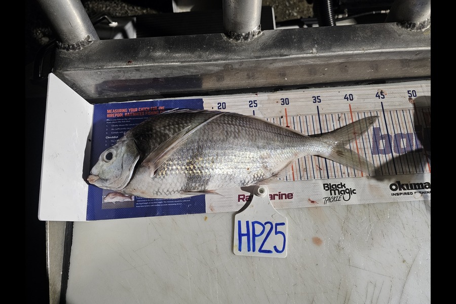 Tim Schroeder caught this 38.0cm Tarakihi at Canterbury during The Export NZ Fishing Competition