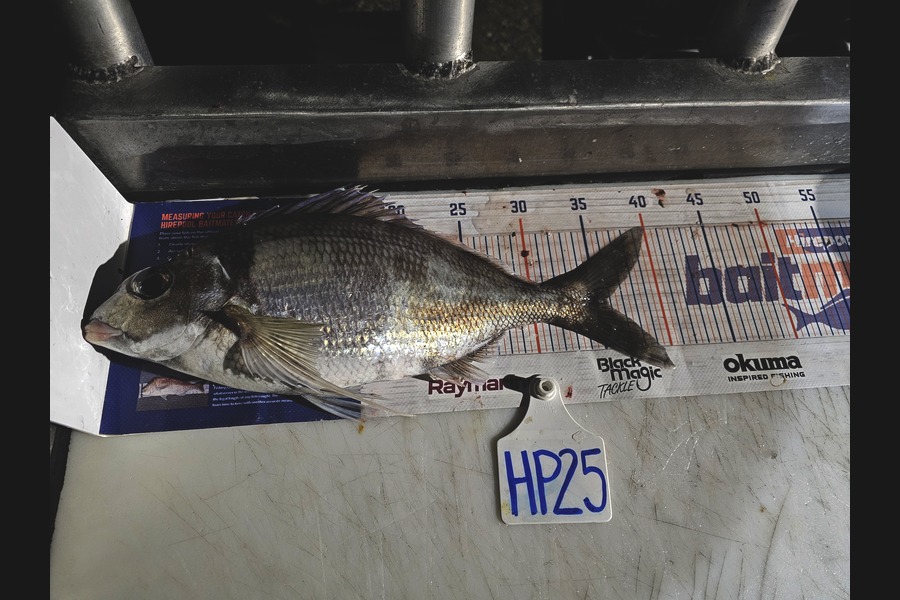 Evie Grace caught this 35.5cm Tarakihi at Canterbury during The Export NZ Fishing Competition