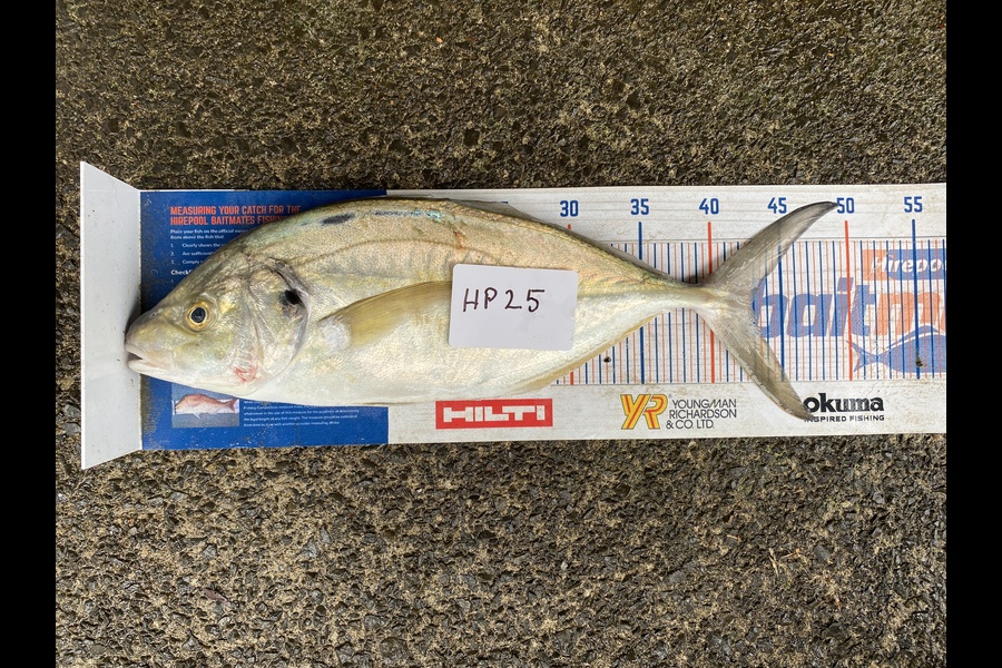 Steve Ryder caught this 43.0cm Trevally at Northland during The Export NZ Fishing Competition