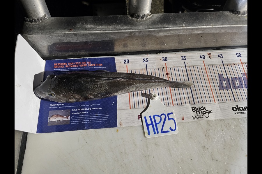 Hunter Schroeder caught this 34.5cm Blue Cod at Canterbury during The Export NZ Fishing Competition