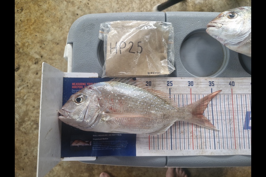 Craig Nelder caught this 32.5cm Snapper at Northland during The Export NZ Fishing Competition