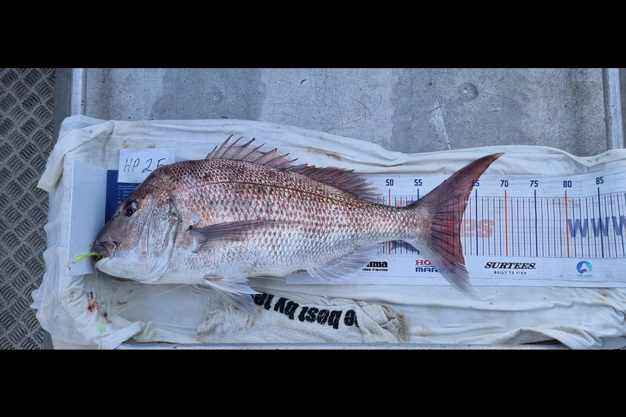 Phillip Rose caught this 62.0cm Snapper at Nelson/Marlborough during The Export NZ Fishing Competition