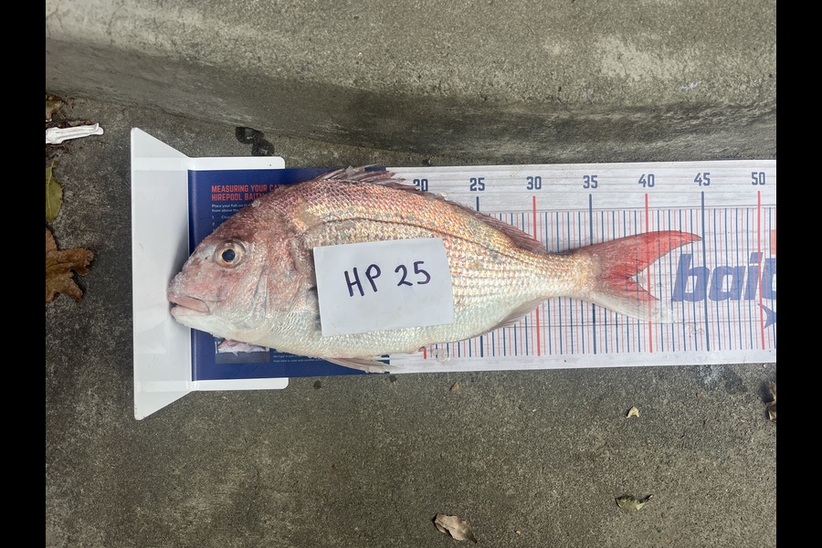 Craig Treneman caught this 38.5cm Snapper at Hawkes Bay during The Export NZ Fishing Competition