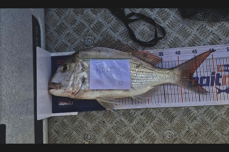 Alex Rasmussen caught this 43.5cm Snapper at Coromandel during The Export NZ Fishing Competition