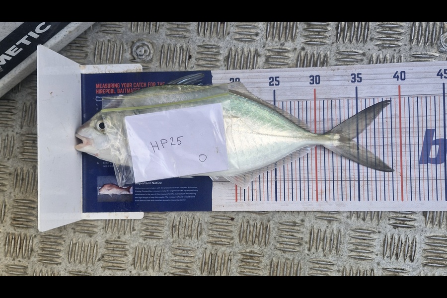 Chris Rasmussen caught this 34.0cm Trevally at Coromandel during The Export NZ Fishing Competition